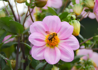 ダリアの蜜を吸うミツバチ