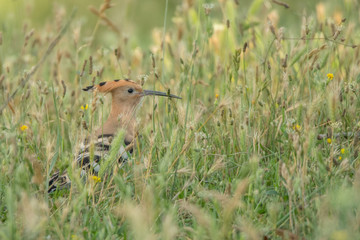 Eurasian Hoopoe / Upupa epops