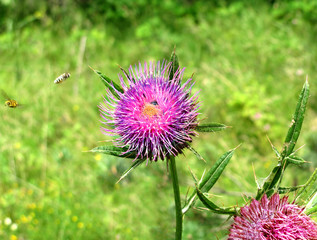 Meadow, flower and bees