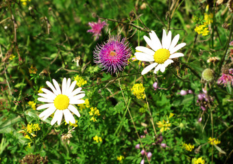 Meadow with three flowers 