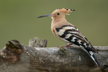 Eurasian Hoopoe / Upupa epops