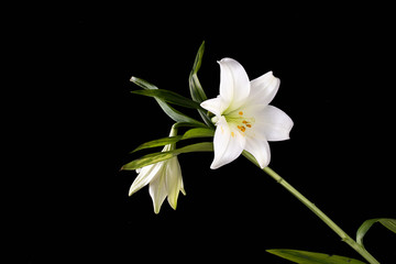 White Lily Stem