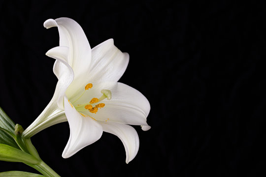 white lily flower on black background