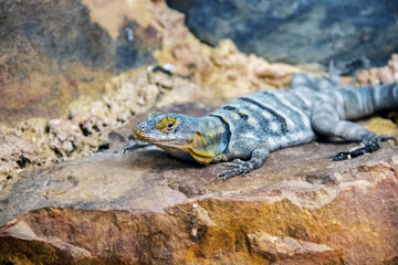 Iguane bleu