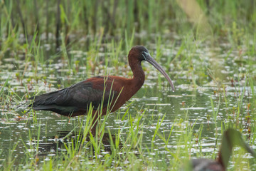 Glossy Ibis / Plegadis falcinellus