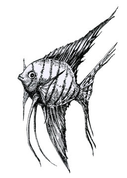 Fish Pterophyllum scalare, aquarium drawing.