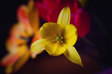 Fototapeta na wymiar yellow flower on black background
