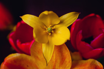 Fototapeta na wymiar yellow tulips on black background