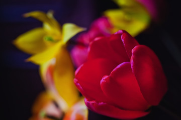 Fototapeta na wymiar closeup of a tulip