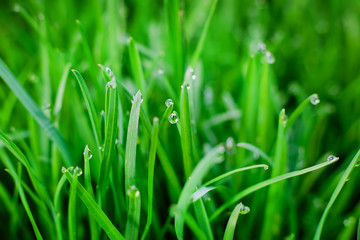 Naklejka na ściany i meble green grass with water drops