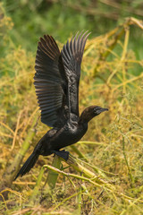 Pygmy Cormorant / Microcarbo pygmaeus