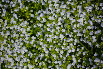 green flower background of white flowers