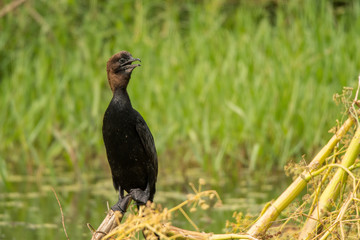Pygmy Cormorant / Microcarbo pygmaeus