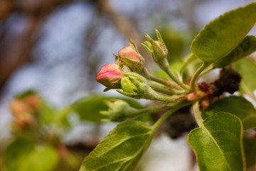 branch of a tree