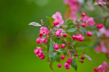 pink flowers