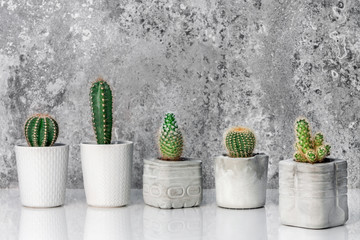 Collection of various cactus plants in different pots. Potted cactus house plants on white shelf against stone industrial wall. Copy space.