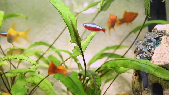 Feeding home small aquarium young hungry fish. Couple of orange guppies, couple of yellow gelius barbs, small swordsman fish, red and blue neons, nannostomus.