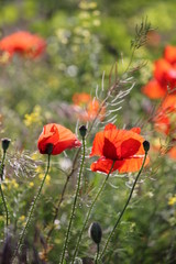 Red Poppies/ Beautiful Summer Flowers