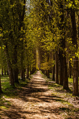 Walking in the spring forest. Fuentidueña, Segovia. Spain.