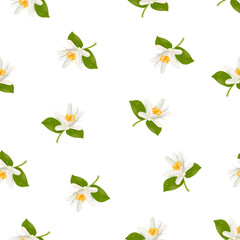 Seamless pattern with realistic citrus blooming tangerine, mandarin or orange flower. Vector illustration on white background.
