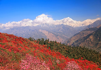 Greatness of nature. Blooming rhododendron grove on the background of the snow Dhaulagiri peak...
