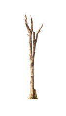 Dead tree has no leaves on a white background.