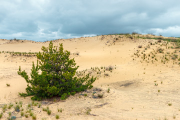 The lonely young pine tree growing in the sandy desert. Rostov-on-Don region, Russia