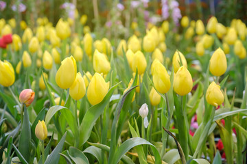 Tulip in field.