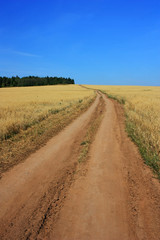 Country road in a wheat field