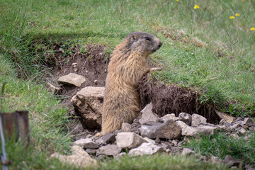 Naklejka na ściany i meble Alpine marmot in the natural environment.