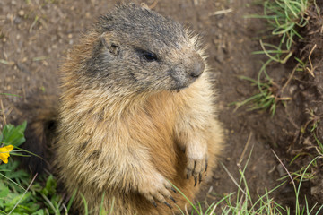 Naklejka na ściany i meble Alpine marmot in the natural environment.