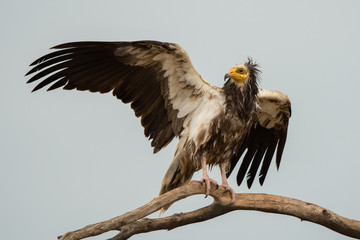 Egyptian Vulture / Neophron percnopterus