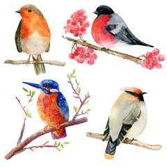 Fototapeta premium Watercolor birds set - sparrow, robin, waxwing and kingfisher. Hand painted illustration isolated on white background.