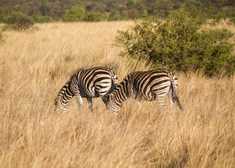 Obraz na płótnie Canvas Zebras wandering around the savannah of Pilanesberg national park, South Africa