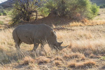 Southern white rhinoceros / southern square-lipped rhinoceros strolling around in savannah in a national park in South Arfica