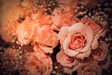 Closeup Blooming Pink roses, beautiful Pink rose with bokeh background.Roses 's symbol of love.