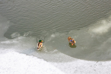 Flock of wild ducks swims through the hole in the frozen river.