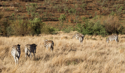 Fototapeta na wymiar Zebras wandering around the savannah of Pilanesberg national park, South Africa