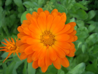 calendula, orange flower, grass,