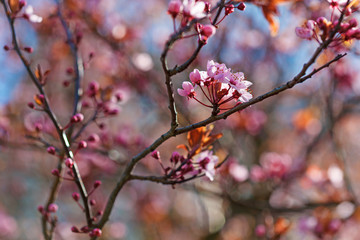 Blooming pink plum flowers macro against blue sky, spring season in Poland, Europe