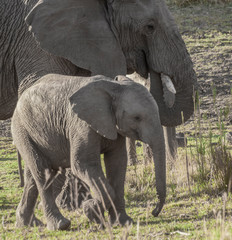 Elephant calf with mother in background in pilanesberg national Park, South Africa