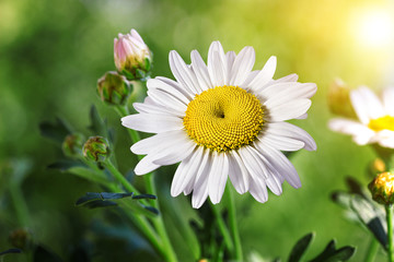 Chamomile flowers  in summer,blurred background