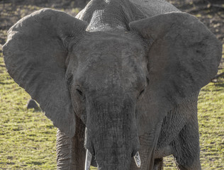 Elephant in a national Park in South Africa
