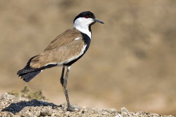 spur winged plover, common bird in Egypt and Africa.