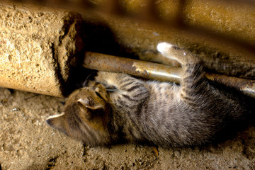 Cat Landscape Nicaragua