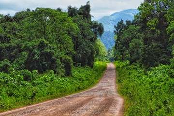 Dirt road across the tropical rain forest close to Bale mountains, a place which is very rich of Wildlife and beekeepers.
