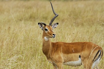 Male Impala with one horn after he lost the other one during a fight with another competitor. 