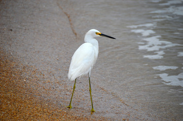Egret