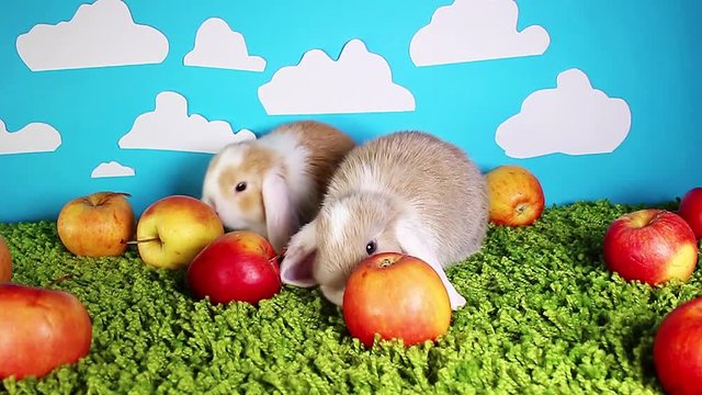 Bunny rabbit lop dwarf mini bunny pet apple festival eating apples