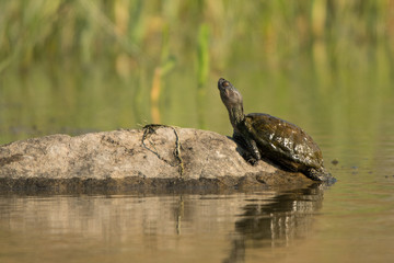 European Pond Turtle on the stone (Emys orbicularis)